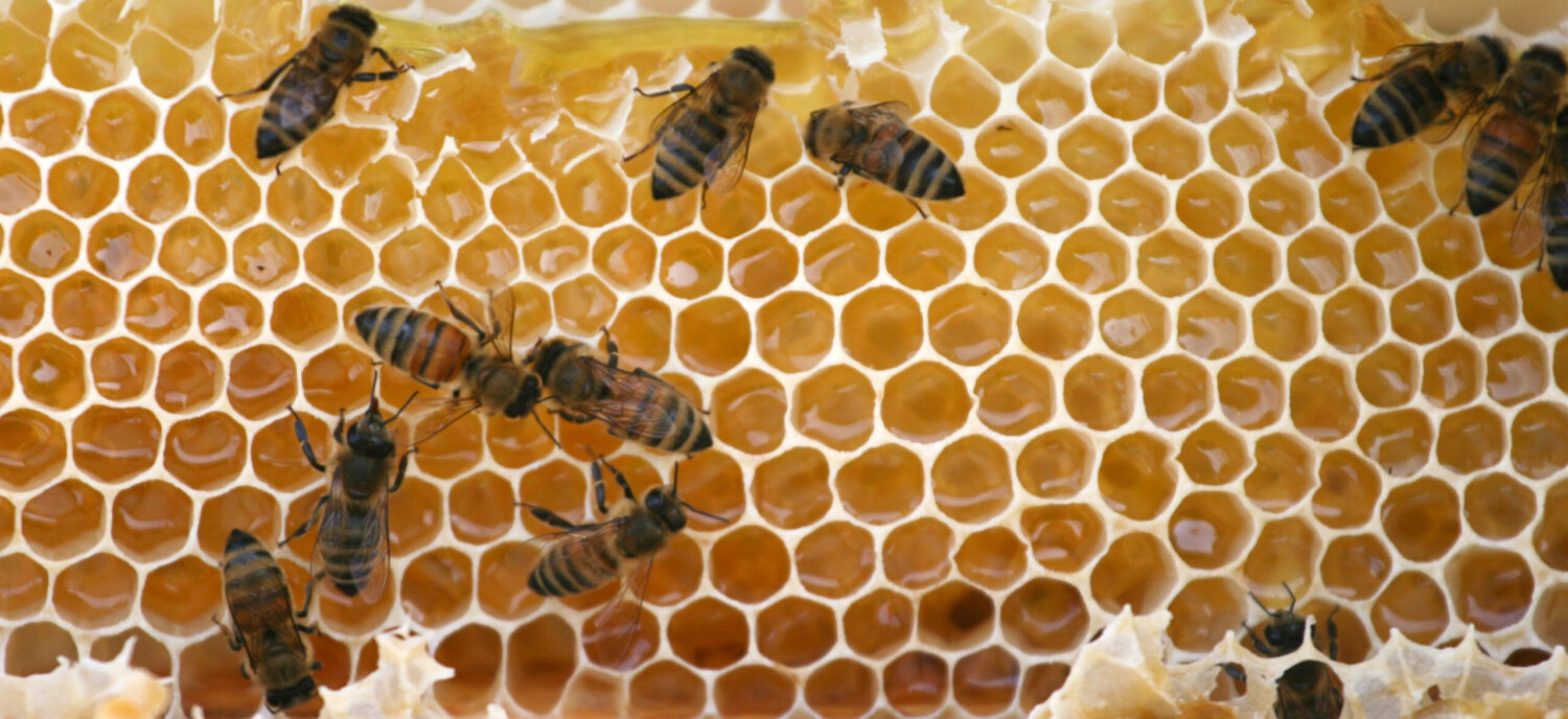 ZO ČSV VELKÁ KRAŠ 